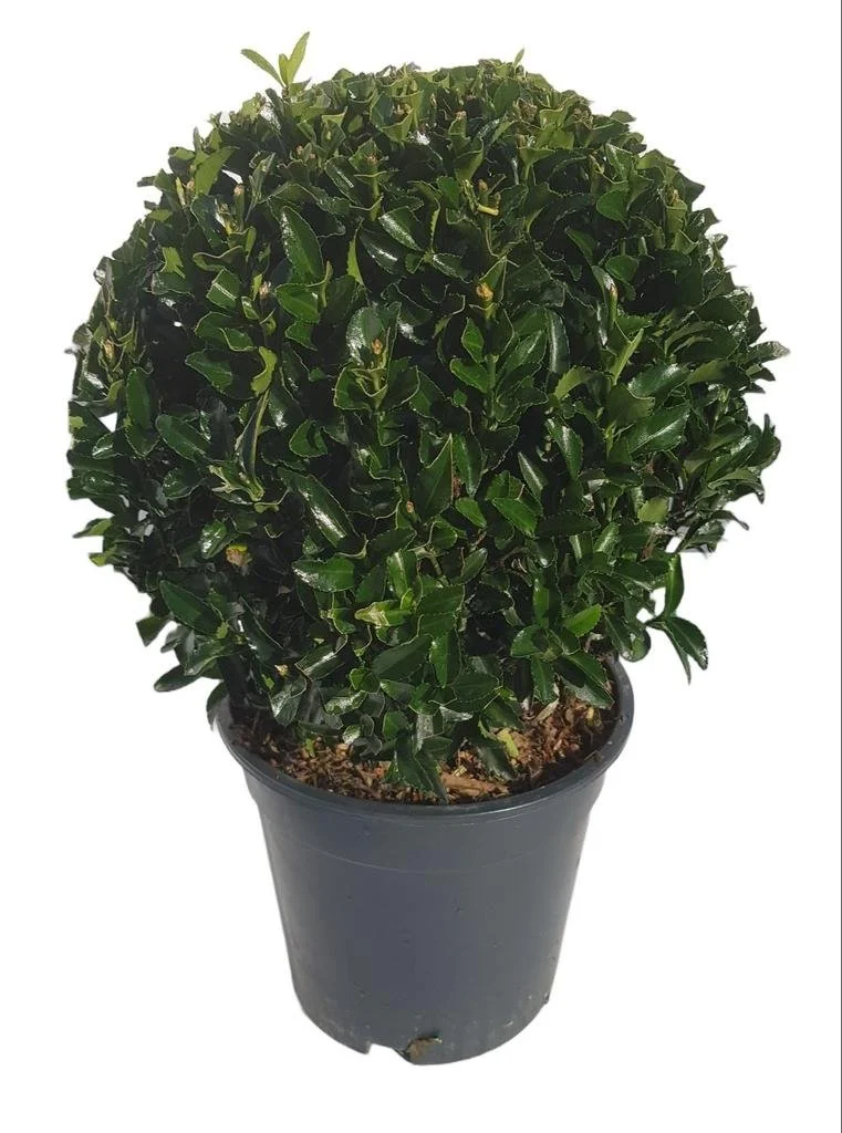 Euonymus jap. Green Spire bol.jpg