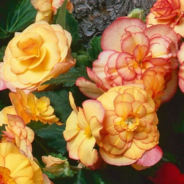 Begonia Sunset Shades 13cm