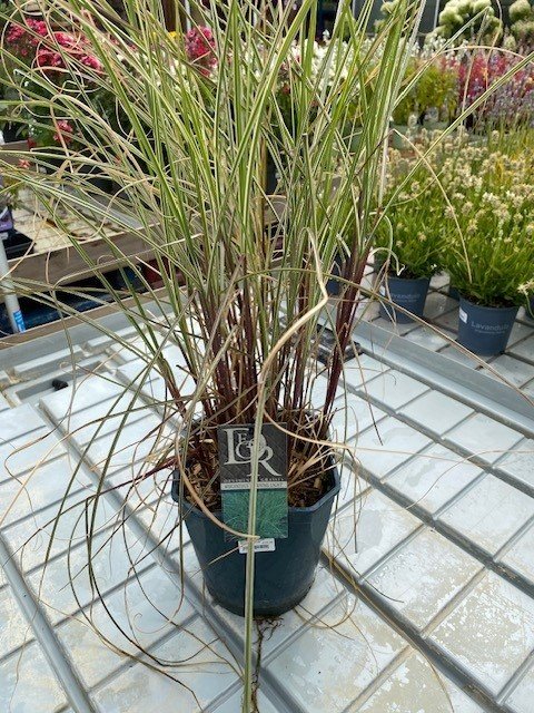 Miscanthus sinensis ‘Morning Light’ – 5L Pot