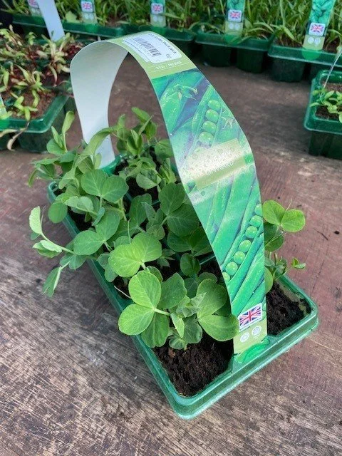 Early Onward Pea 6 Pack