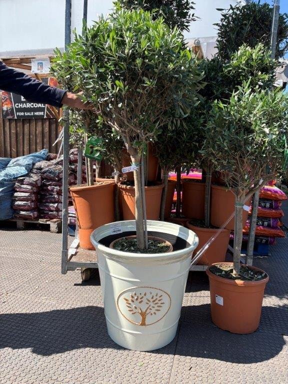 Olive tree in pot.jpg