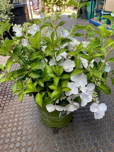Hydrangea Hybrid 'Runaway Bride' 6lt - 50cm