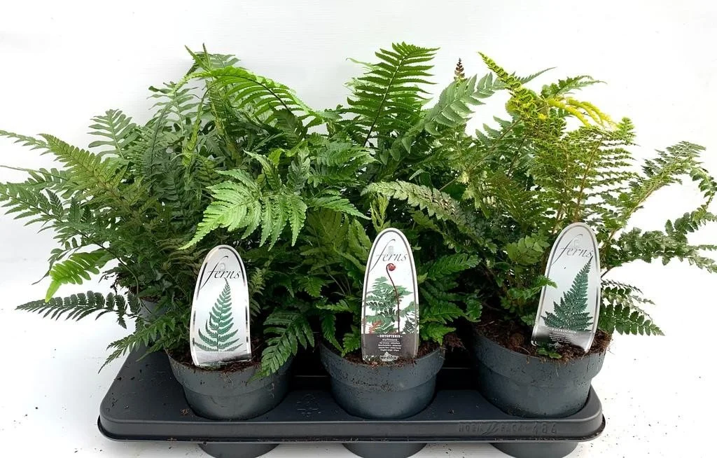 Ferns in varieties (outdoor).jpg