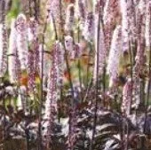 Actaea Ramosa 'Brunette' 2lt