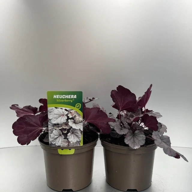 Heuchera Silverberry.jpg