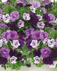 Trixi Blue Petticoat 13cm pot