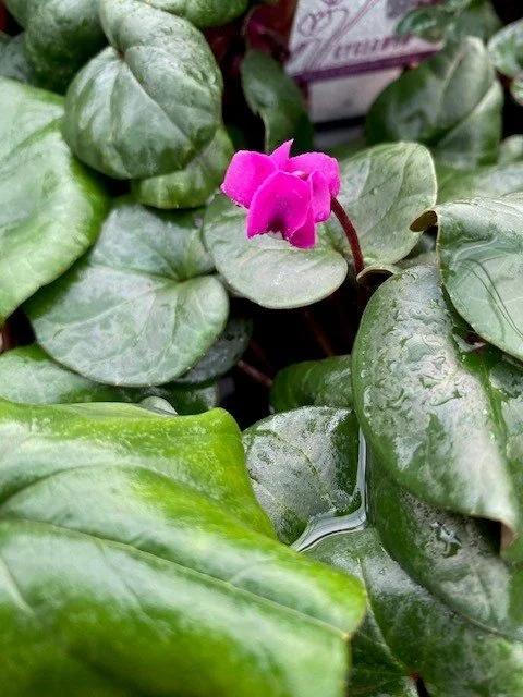 Cyclamen 4.jpg