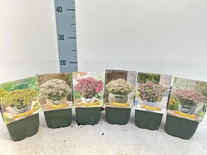 Sedum Telphium Mix 11cm pot 20cm tall