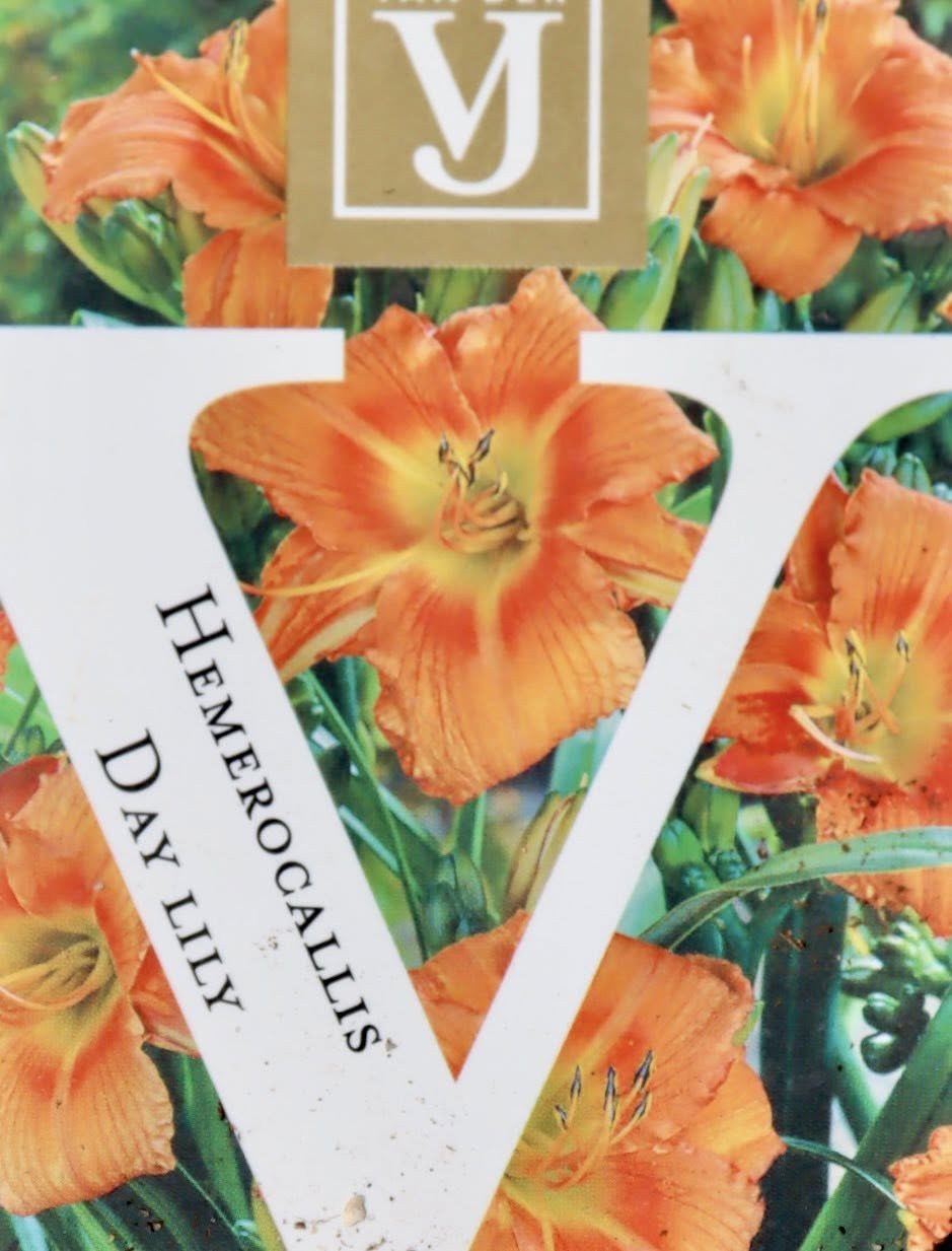 Hemerocallis Mix 2 label.jpg