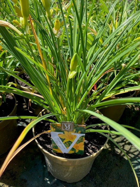 Hemerocallis Mix.jpg
