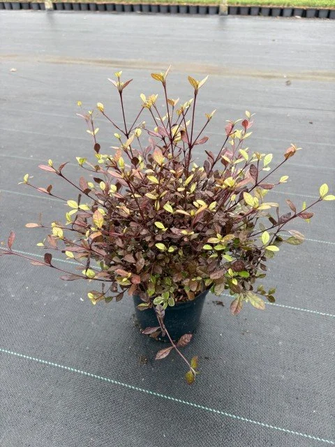 Lophomyrtus Ralphii 'Magic Dragon' 2lt 35cm