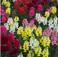 Antirrhinum Sonnet Mix 6 pack