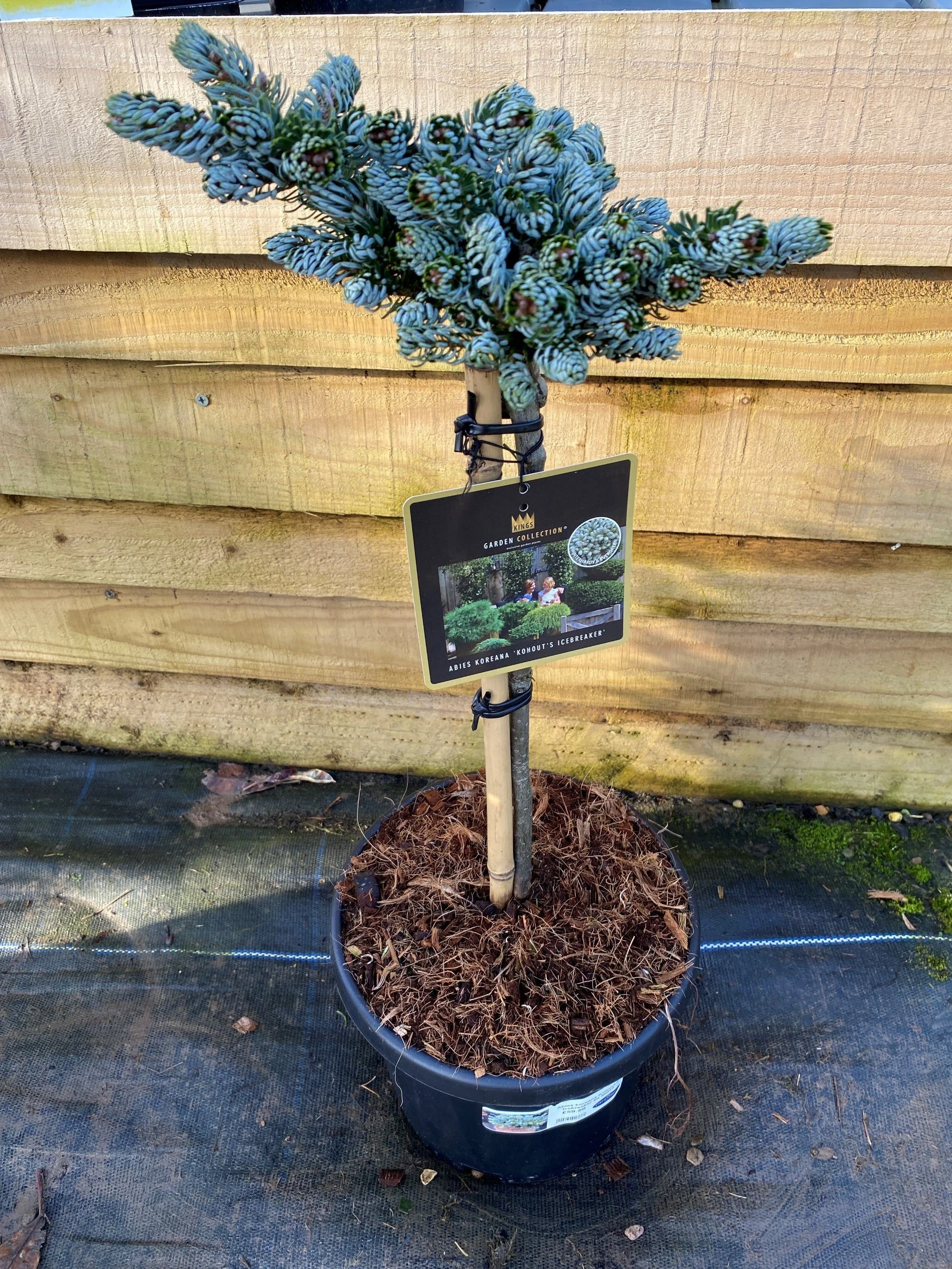 Abies koreana ‘Kohout's Icebreaker’ – 6L Pot