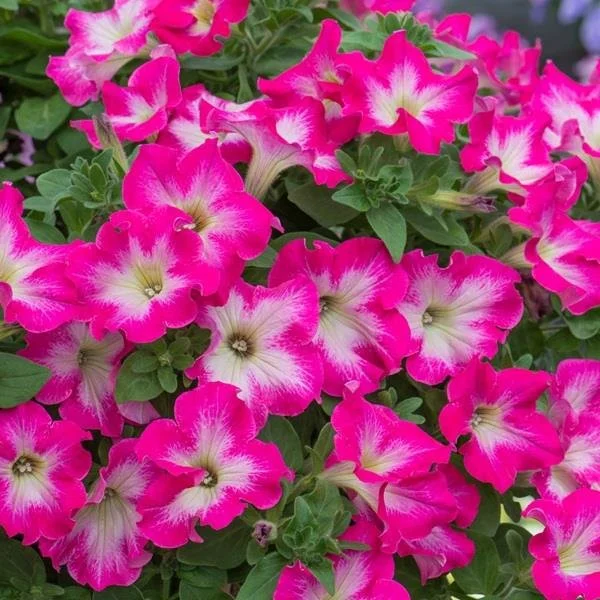 Petunia Fanfare Rose Morn 9cm