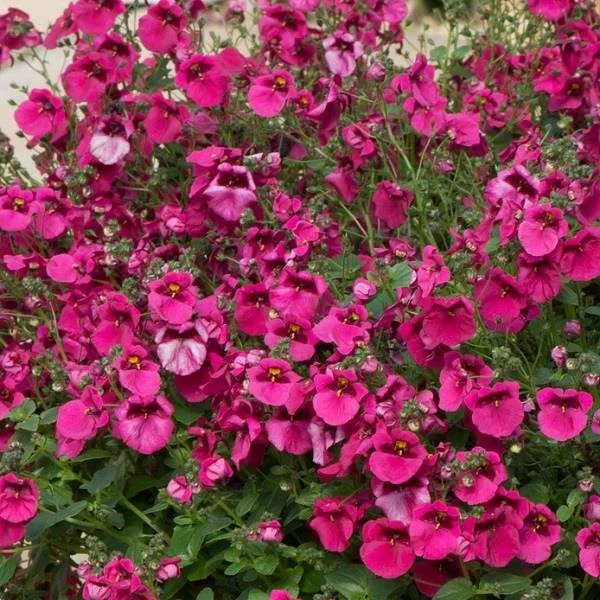Diascia Diamond Fuchsia 9cm