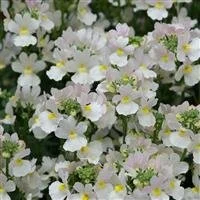 Nemesia Wisley Vanillia 9cm pot