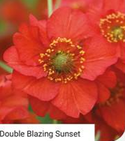 Geum Blazing Sunset 3lt Pot
