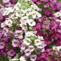Alyssum Clear Crystal Mix 9 pack