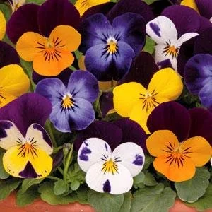 Viola Twix Wing Mix - 6 Pack