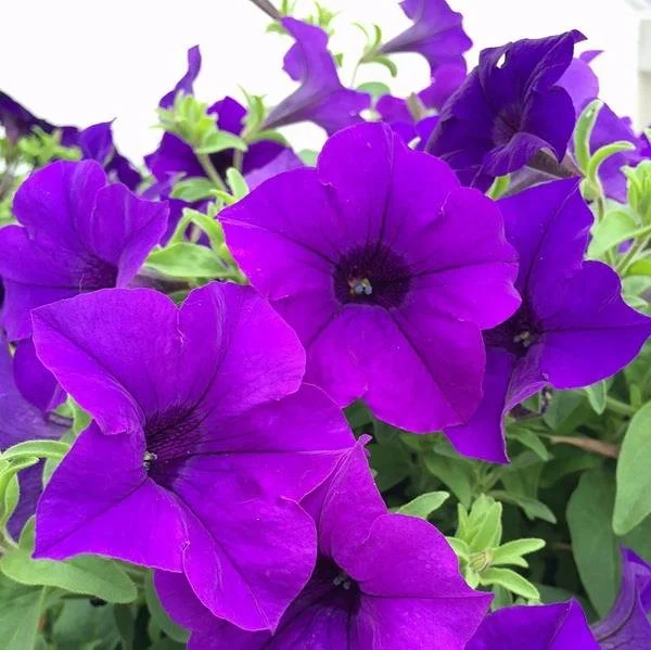 Petunia Surfinia Violet.jpg