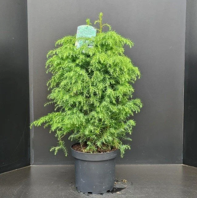 Cryptomeria Japonica Elegans Virdis 70cm Tall