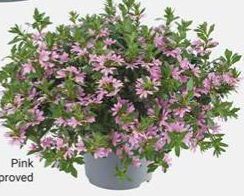 Scaevola Surdiva Pink 9cm pot