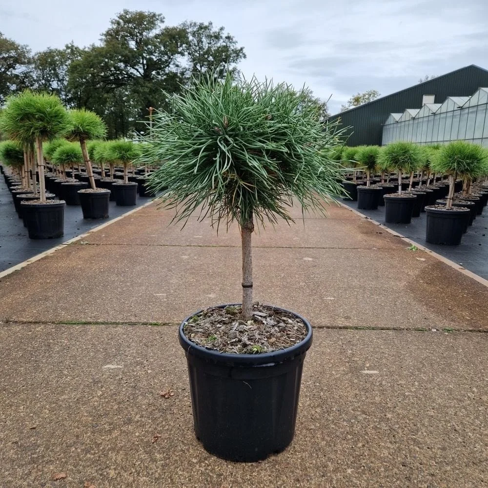 Pinus nigra ‘Blue Pearl’ – 6L Pot (Standard)