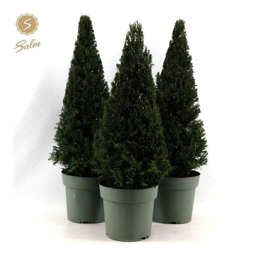 Taxus Pyramid 55cm.jpg
