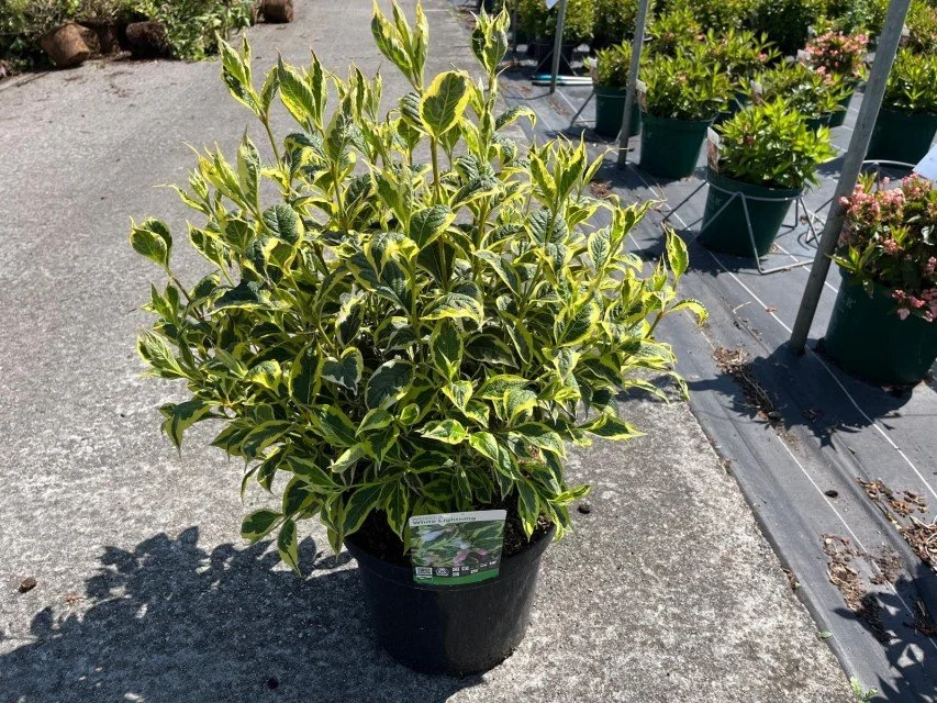 Weigela White Lightning 10lt 65cm