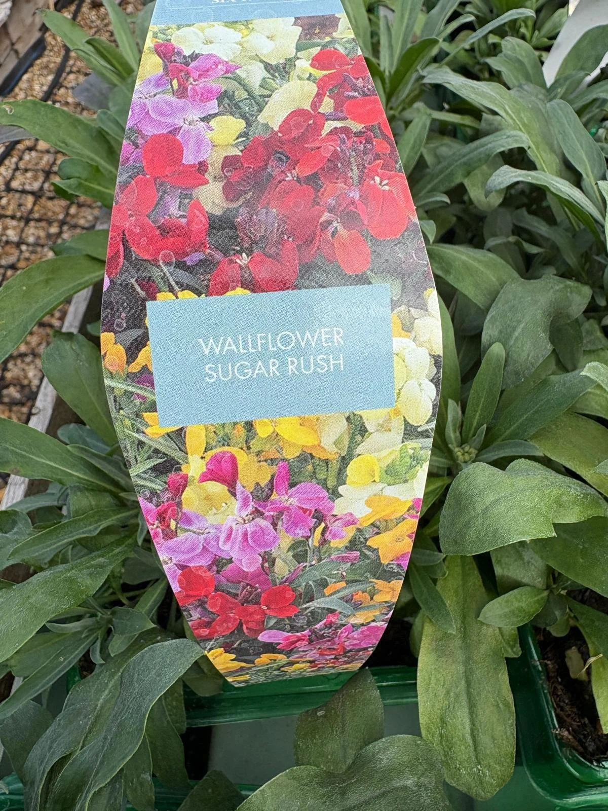 Wallflower Sugar Rush 6 Pack