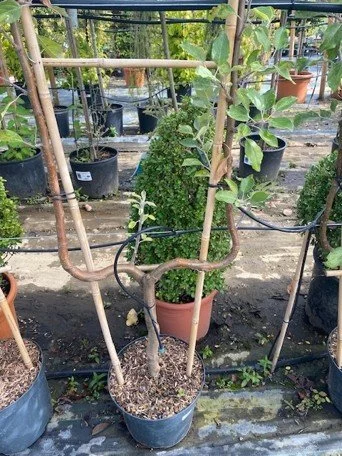 Fruit tree U shaped.jpg
