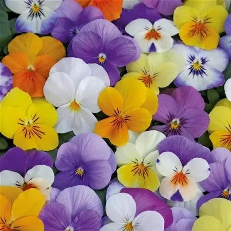 Viola Twix Audrey Mix - 6 pack