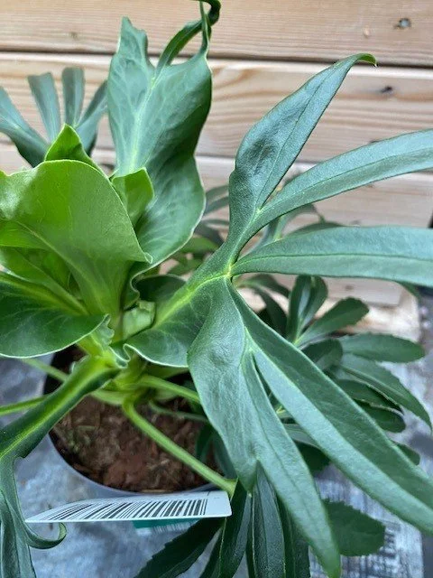 Helleborus foetidus 3.jpg