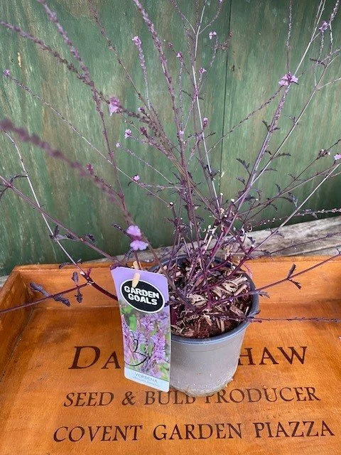 Verbena Bampton.jpg