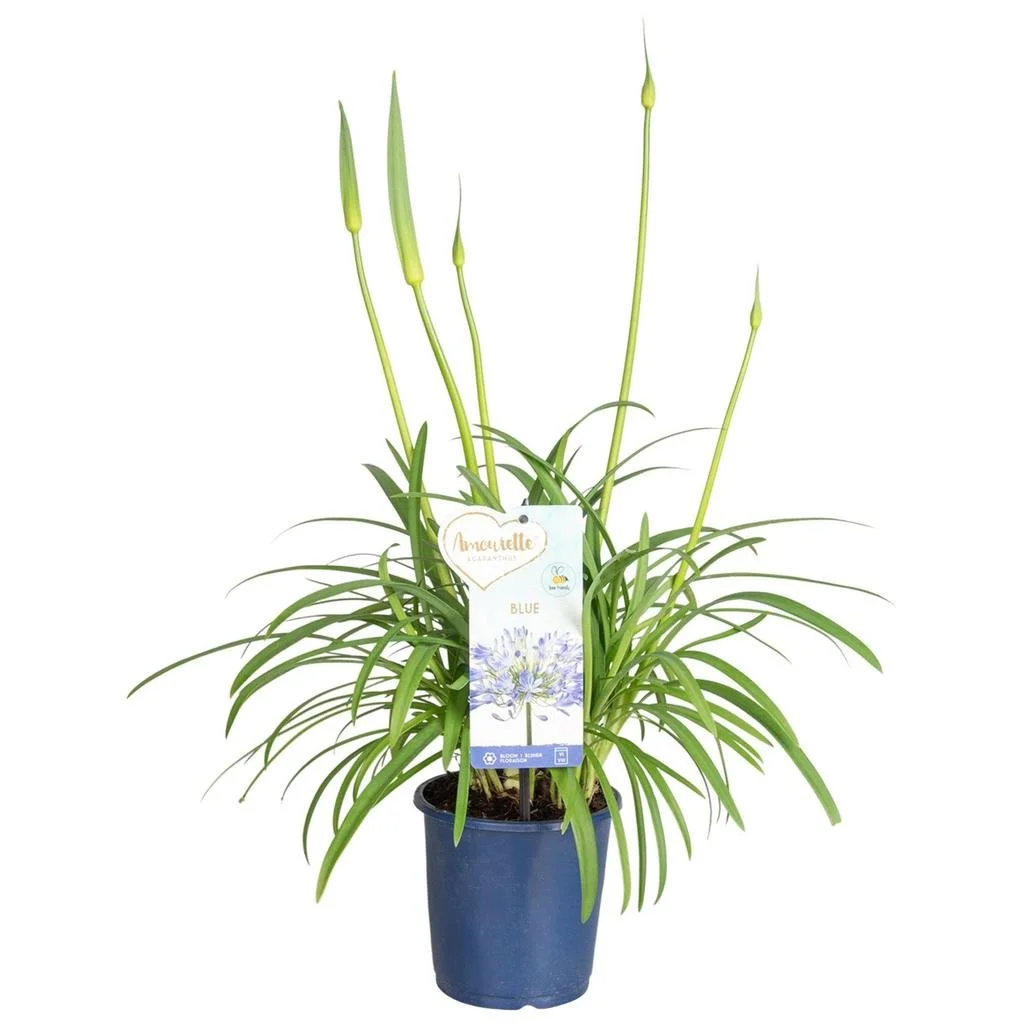 Agapanthus Amourette Superb Blue, 4 flowers.jpg
