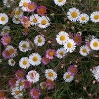 Erigeron Karvin Stallone 3lt Pot