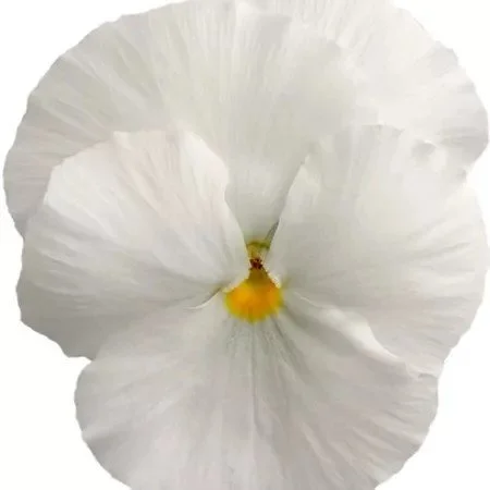 Pansy Carneval White 9cm pot