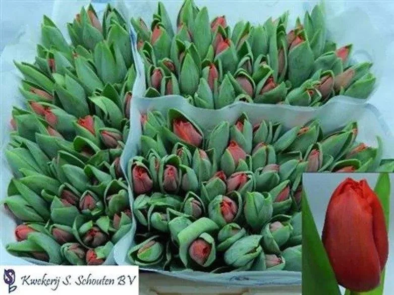 Tulip Red - Length 38cm