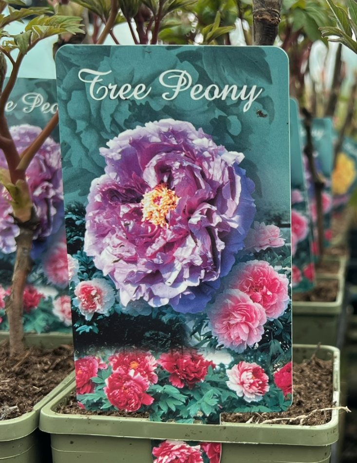 Screenshot 2026-02-17 111216.png