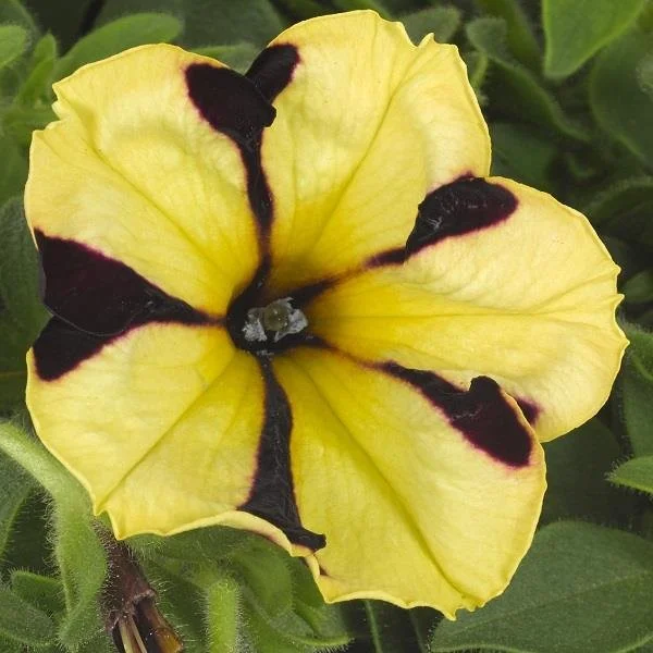 Petunia Go!Tunia Tiger Stripe 10.5cm pot
