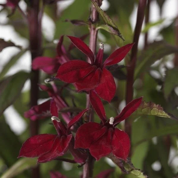 Lobelia Starship Burgundy 2lt