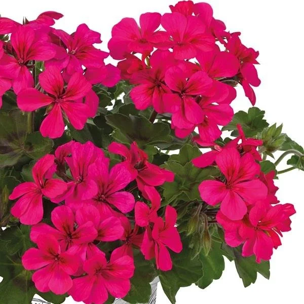 Geranium Trailing Villetta Neon Rose 10.5cm