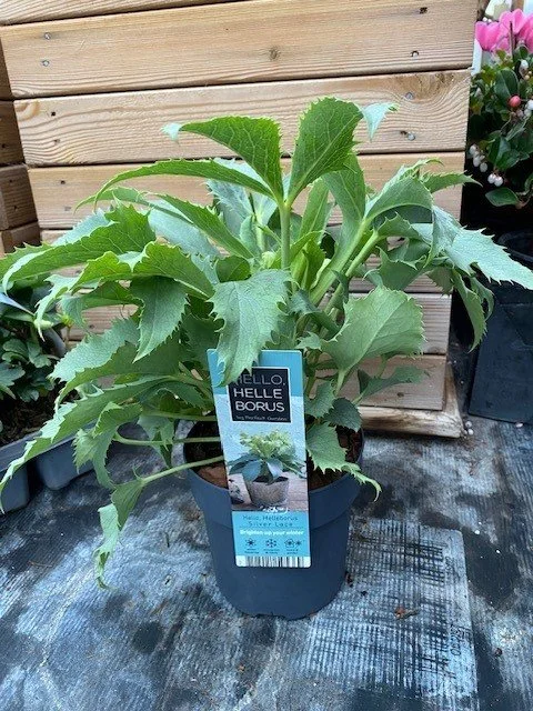 Helleborus Silver Lace 1.jpg