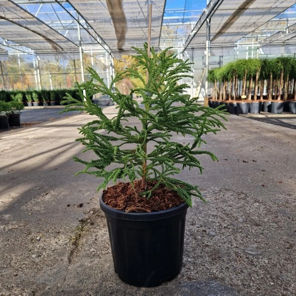 Cryptomeria japonica ‘Spiralis’ – 8L Pot (35–40cm)