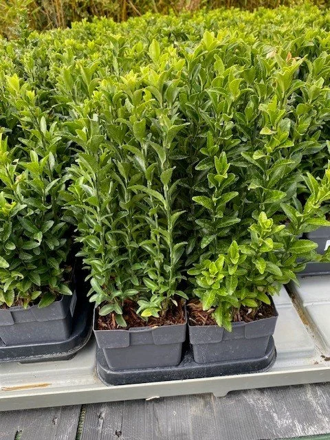 Euonymus Green Spire multiples.jpg