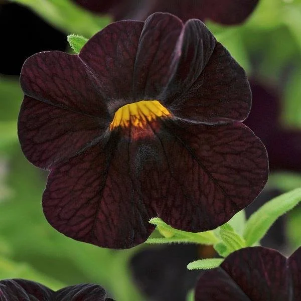Calibrachoa Can Can Black Cherry 9cm