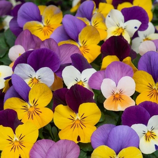Viola Teardrops Jump Up Mix - 6 pack