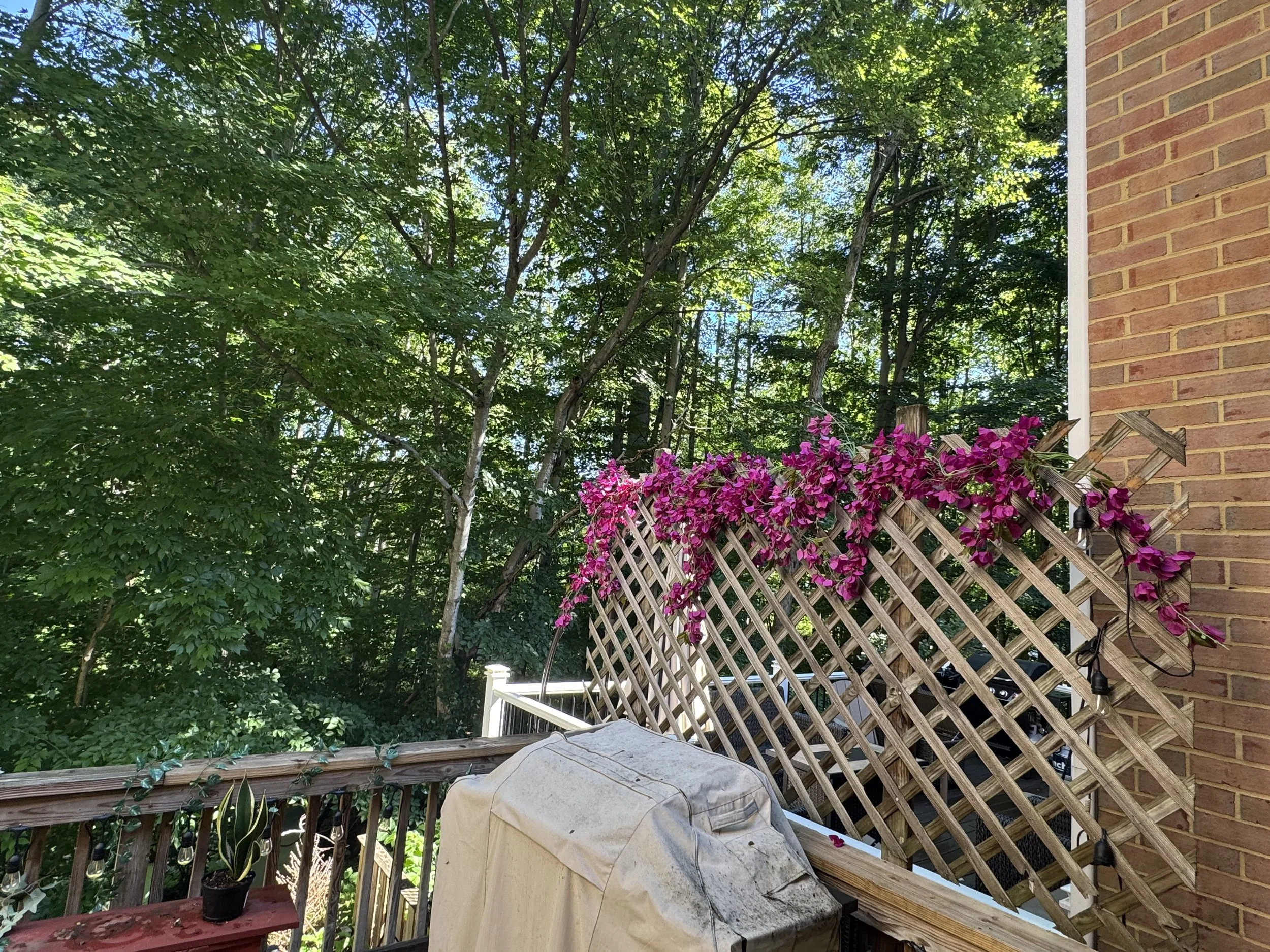IMG_7557.jpeg