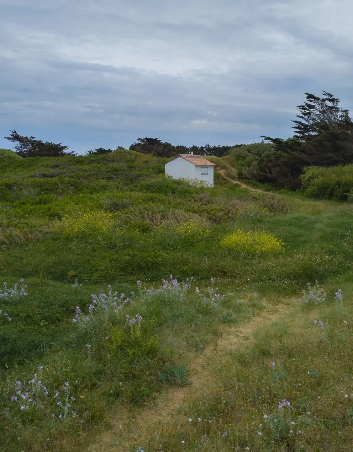 - The little cabin and the flowers 2 -

Google Pixel 9 Pro XL / Edited on Mac mini M4

#landscape #landscapephotography #coast #wildcoast #dune #sea #flora #seascape #wave #mer #photographie #paysage #cote #cotesauvage #fleur #tourisme #vendee #vende