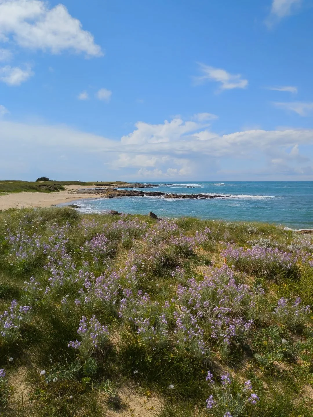 - The dune and the flowers -

Google Pixel 9 Pro XL / Edited on Mac mini M4

#landscape #landscapephotography #coast #wildcoast #dune #sea #flora #seascape #wave #mer #photographie #paysage #cote #cotesauvage #fleur #tourisme #vendee #vendeetourisme 